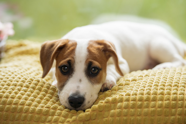 Pneimonija suņiem ir nopietns, bet ārstējams stāvoklis