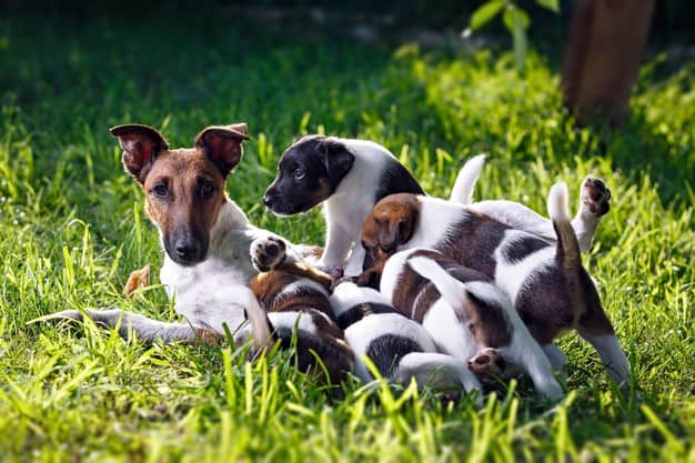 Ποια είναι τα συμπτώματα του τοκετού στις σκύλες;