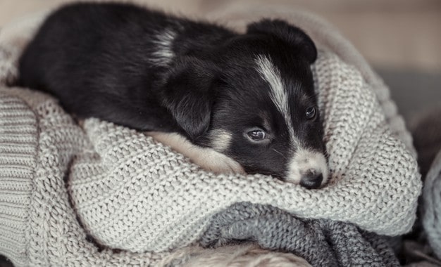 Köpeklerde tümörler: Yaygın türleri nelerdir?