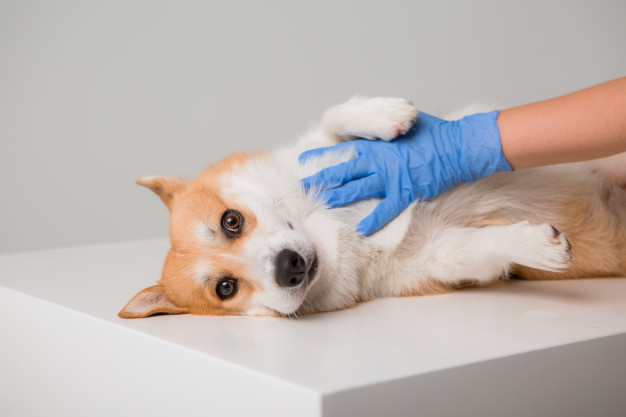 Mycose bij puppy's: symptomen, behandeling en preventie