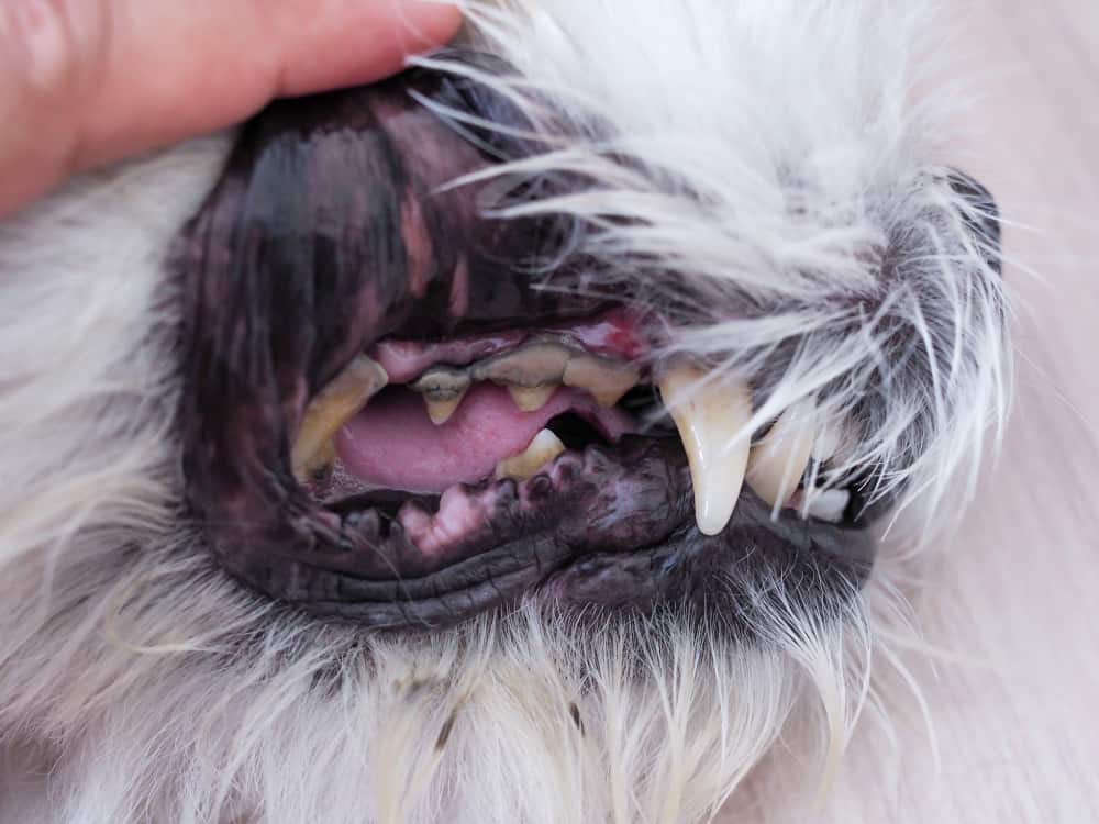 Šuniukų dantenos: 6 spalvos, ką jos reiškia?