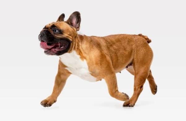 Patas temblorosas del cachorro - ¿Por qué ocurre y qué significa?