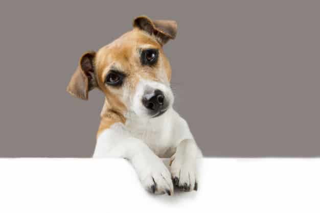 Verrugas en cachorros: conoce los dos tipos y cómo tratarlas