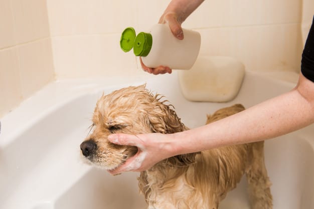 Πιτυρίδα σε σκύλους: αιτίες, συμπτώματα και θεραπεία