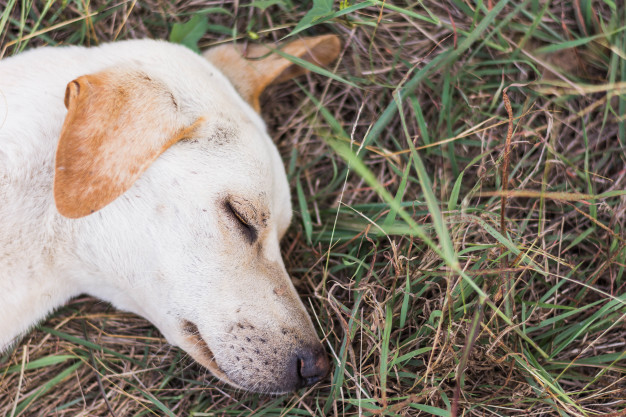 Vómitos verdes del cachorro: causas y qué hacer
