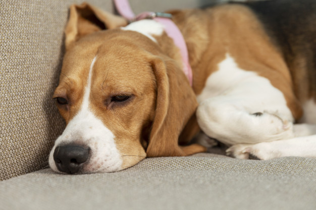 Zklidnění štěněte: je to účinný lék na úzkost psů?