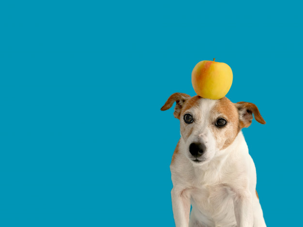 ¿Puede un perro comer manzana? Entiéndalo todo aquí