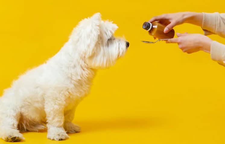 Kene hastalığı olan bir yavru köpek nasıl beslenir