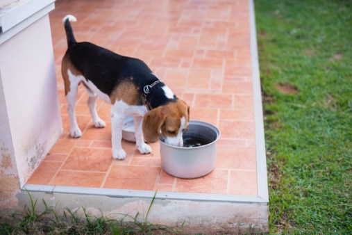 Jak zjistit, zda je vaše štěně dehydratované nebo hyperhydratované?
