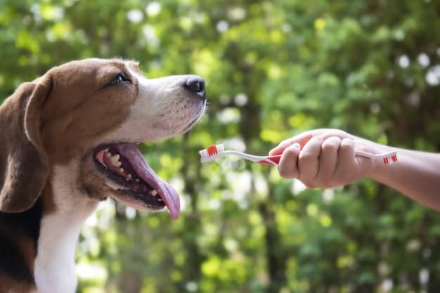 ¿Puedo cepillar los dientes de un perro con dentífrico normal?