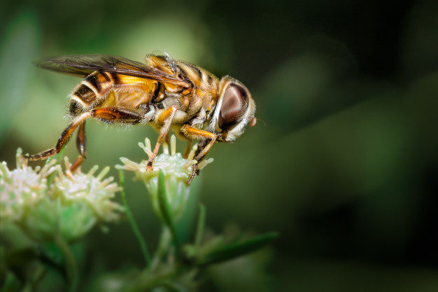Cucciolo punto da un'ape: cosa fare?