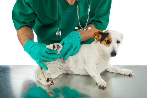 Piroplasmosis anjing: Apa itu dan bagaimana manifestasinya?