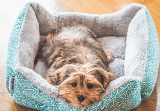 Gonflement du mamelon : Mon chien en est atteint, quelles en sont les causes ?