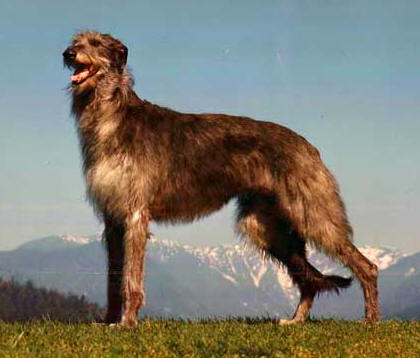 Scottish Deerhound - Celoten profil pasme