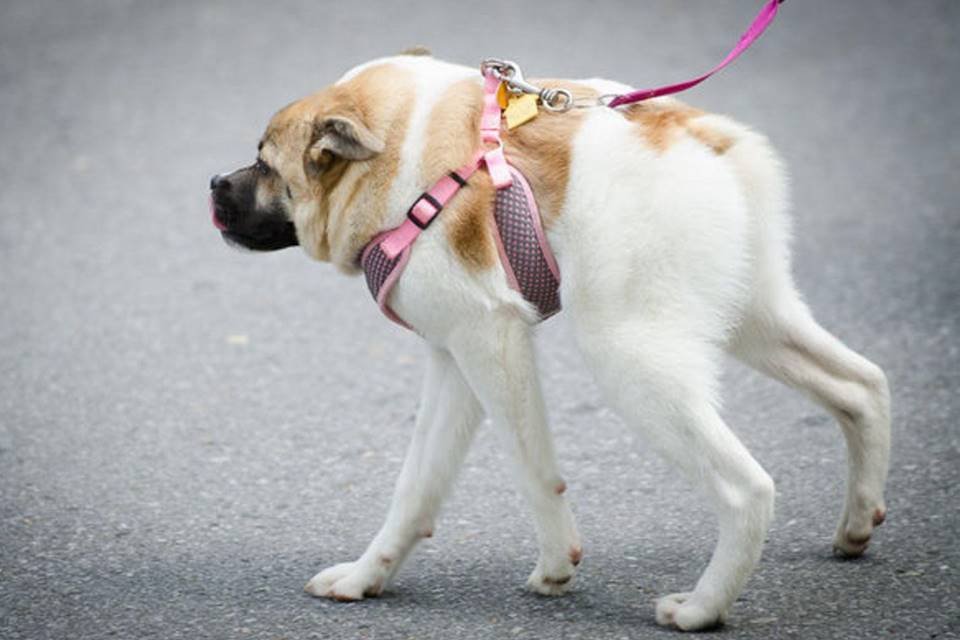 Syndrom der kurzen Wirbelsäule bei Hunden (SEC)