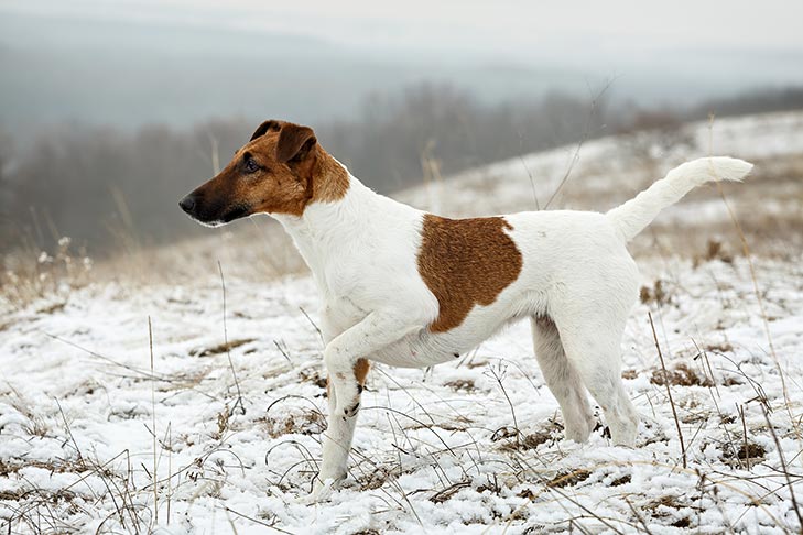 Smooth Fox Terrier - Pełny profil rasy