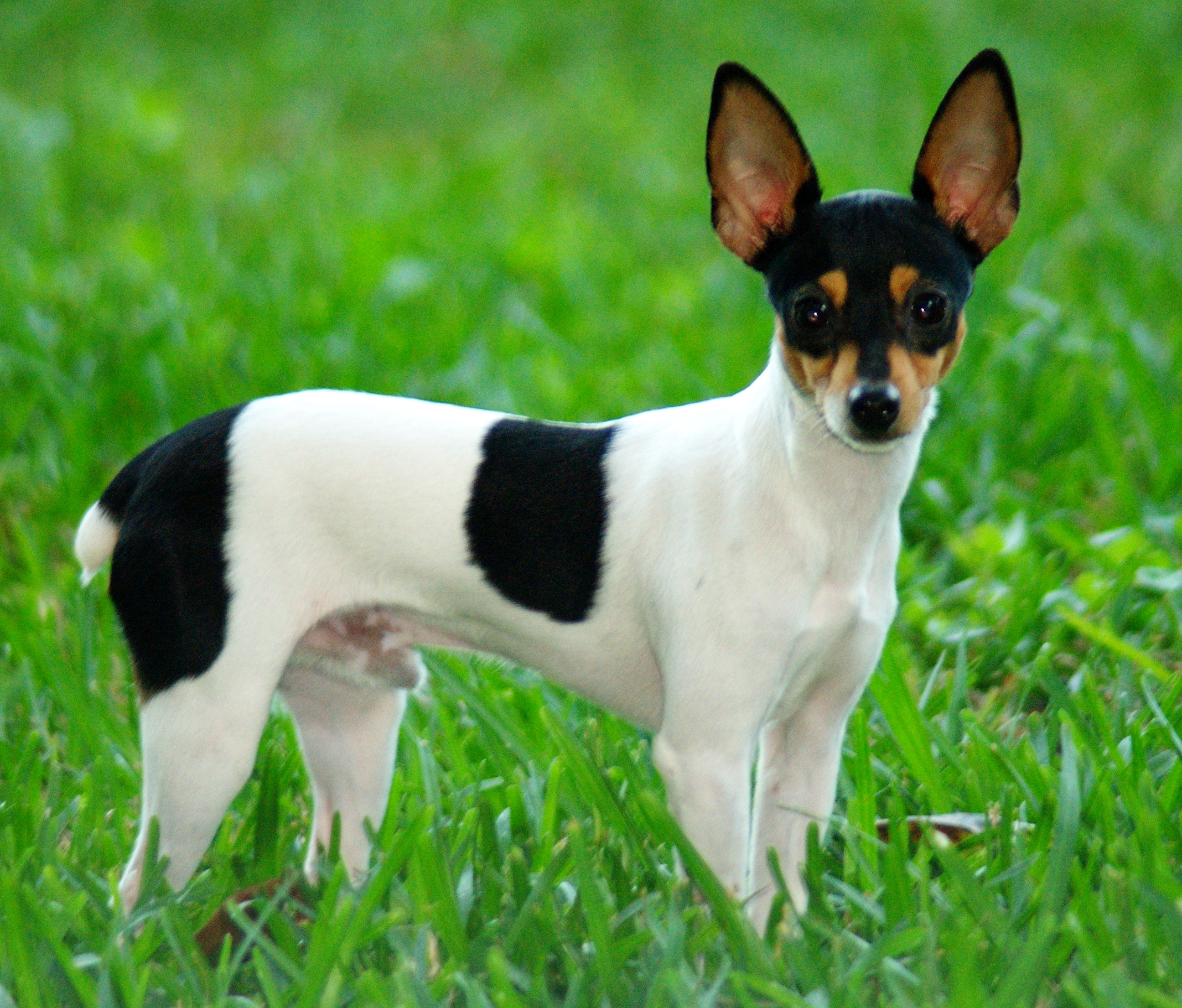 Toy Fox Terrier - Fullständig rasprofil