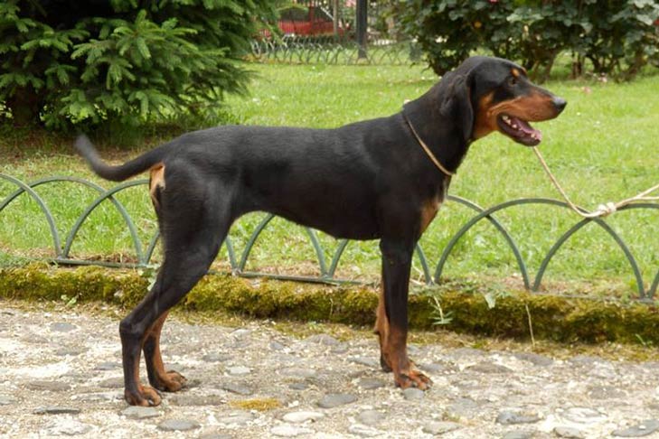 Câine de vânătoare transilvănean - Profil complet de rasă