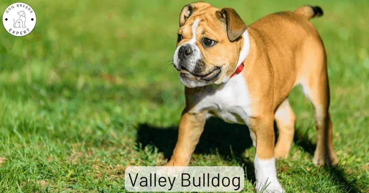 Valley Bulldog - Fullständig rasprofil