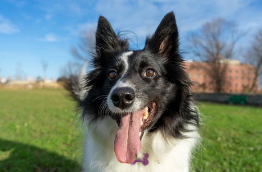 Големи и послушни кученца - 8 породи, които ще ви накарат да се влюбите