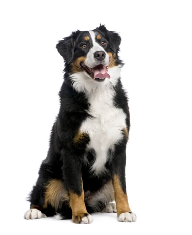Berno veislės šuniukas: didelis buto šuo