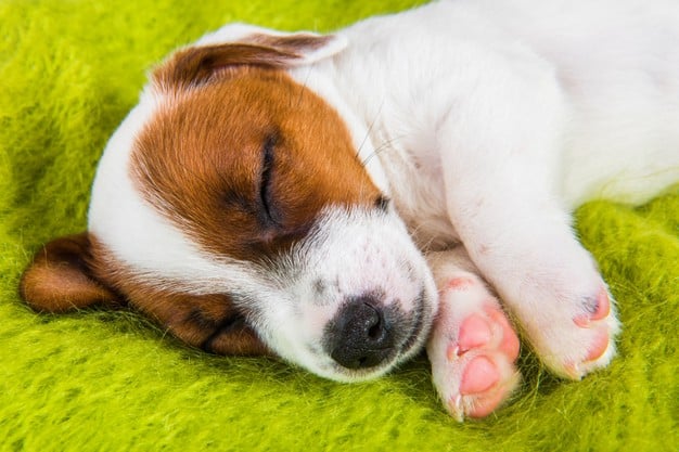 Je puppy helpen slapen - 5 tips om een routine te creëren