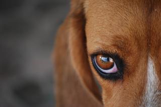 Šuniukas su raudonomis akimis: priežastys ir sprendimai