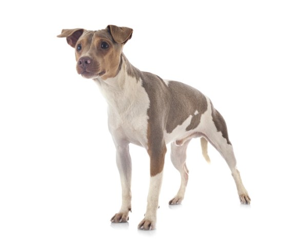 Лисиця Паулістінья: друга офіційно визнана бразильська порода собак