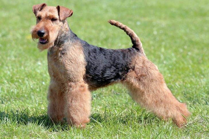 Welsh Terrier - Celoten profil pasme