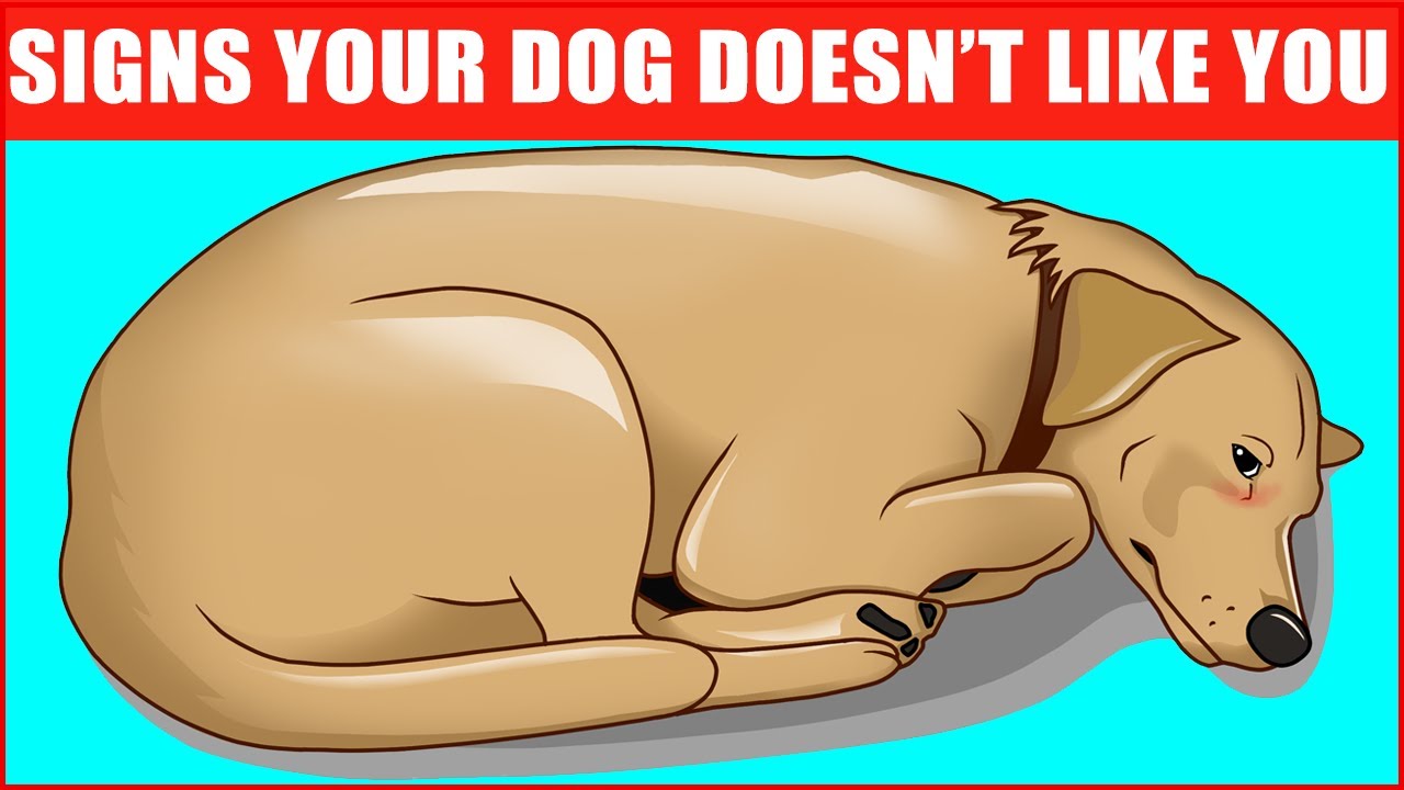 Din hund lyssnar inte när du är ute - här är orsaken